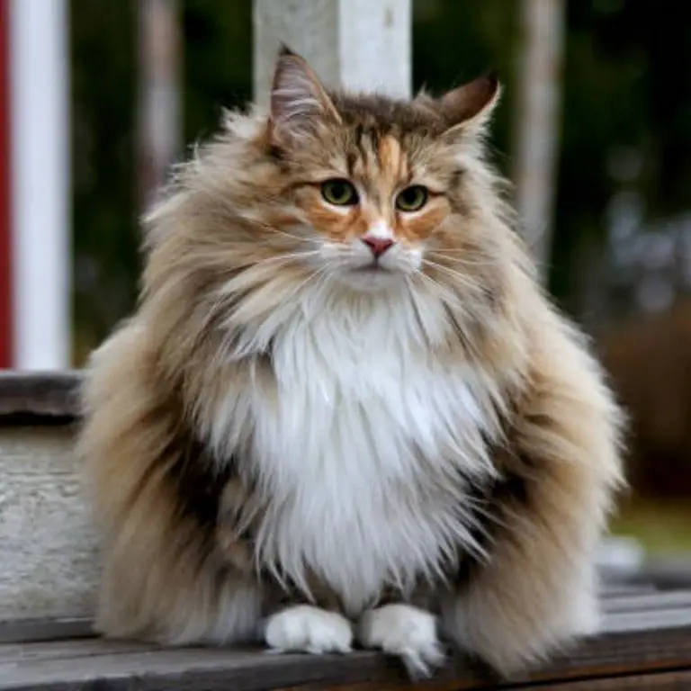 Norwegian forest cat