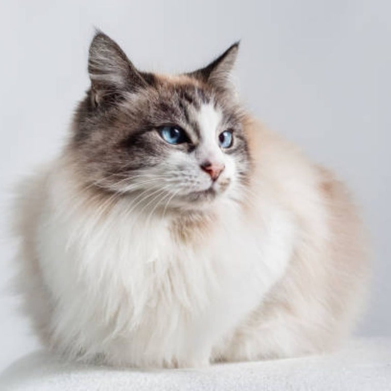 Ragdoll cat