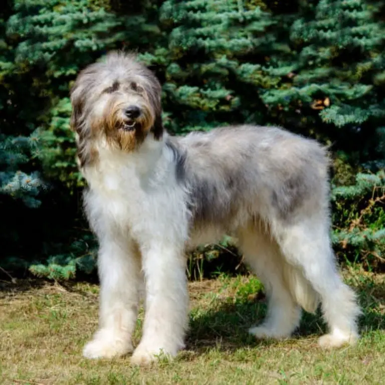 Romanian Mioritic Shepherd Dog