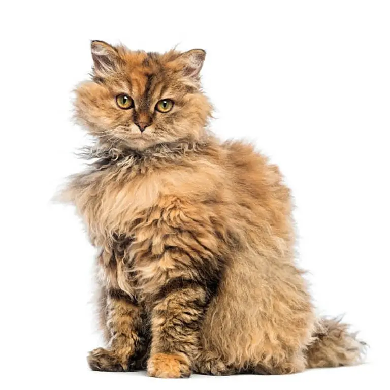 Selkirk Rex cat