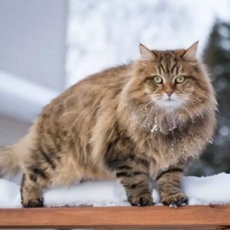 Siberian cat