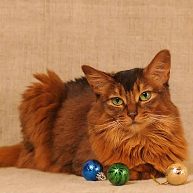 Somali cat