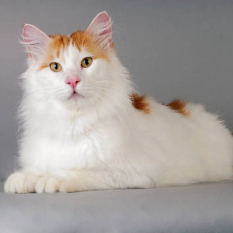 Turkish Van cat