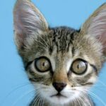 11 Cat With Brown Eyes (Plus Pictures)
