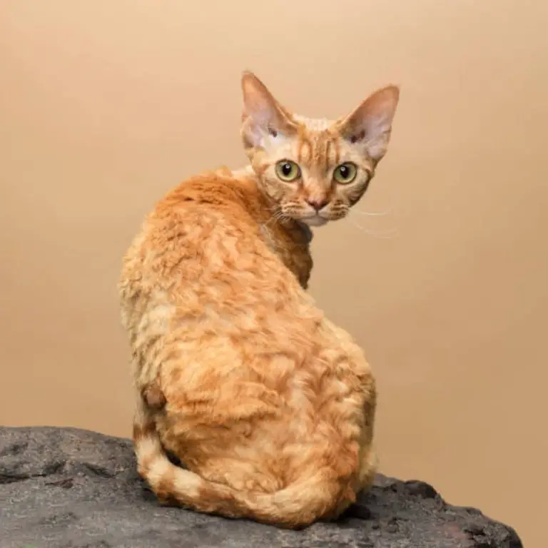 Devon Rex cat