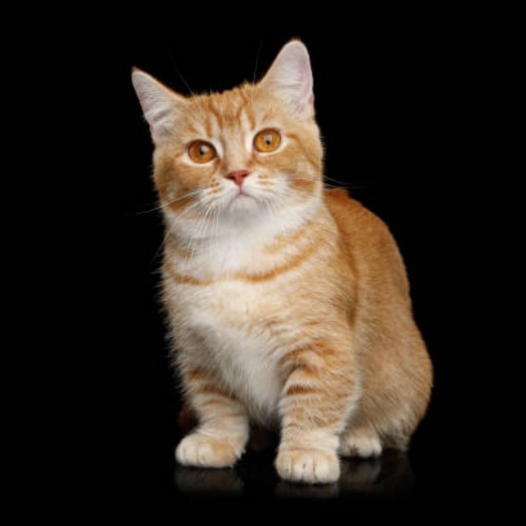 Munchkin cat