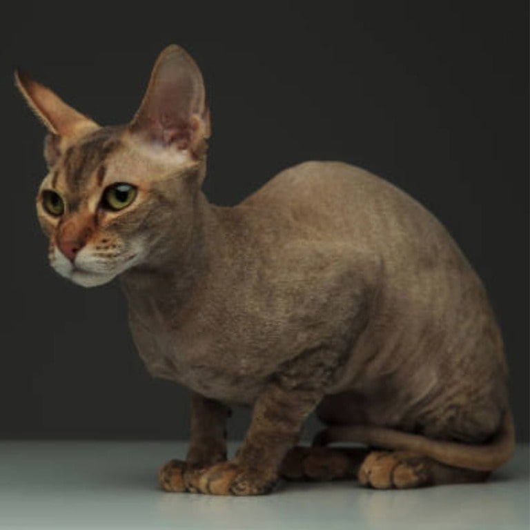 Peterbald cat