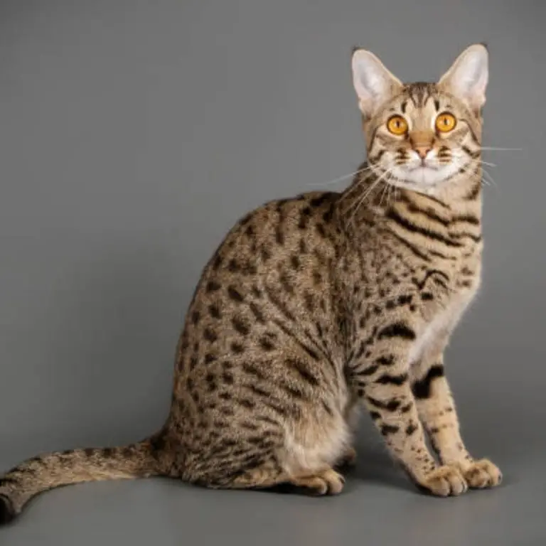 Savannah cat