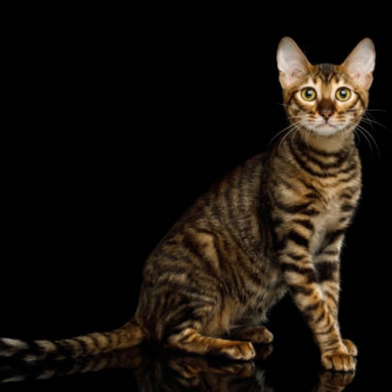 Toyger Cat