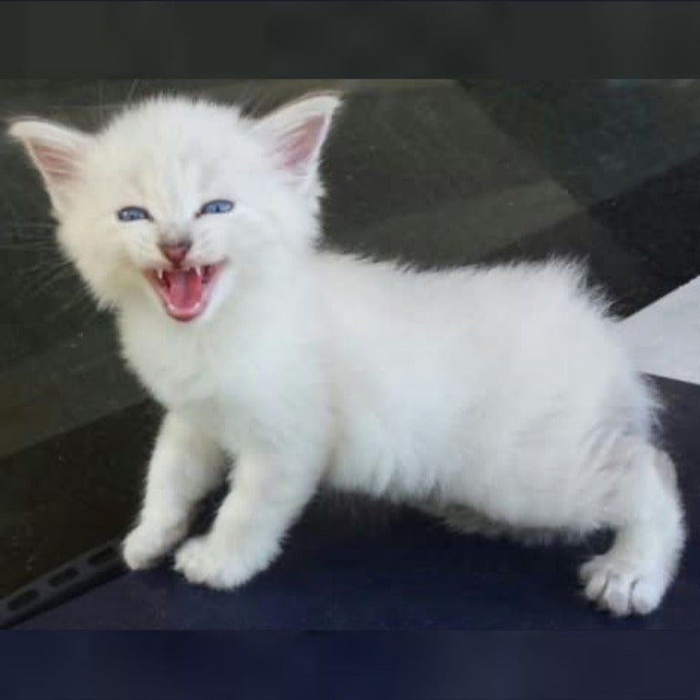 American Bobtail Kitten