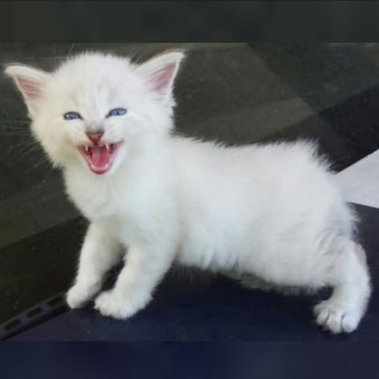 American Bobtail Kitten