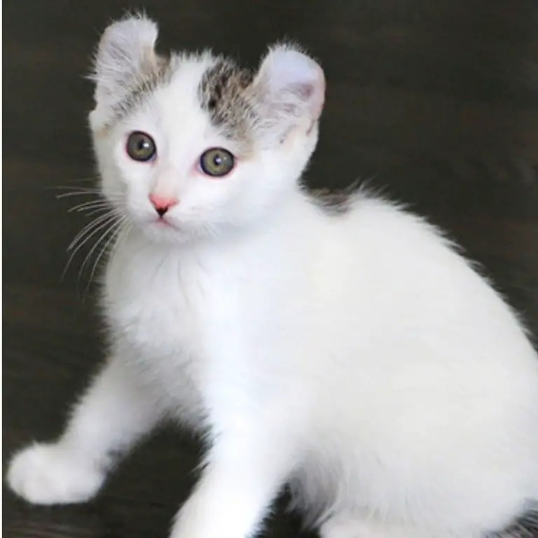 American Curl Kitten