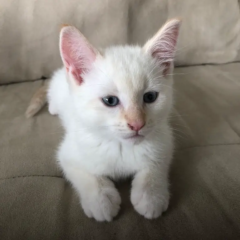 Balinese-Javanese Kitten