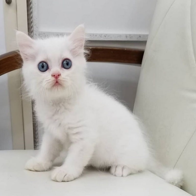 British Shorthair Kitten