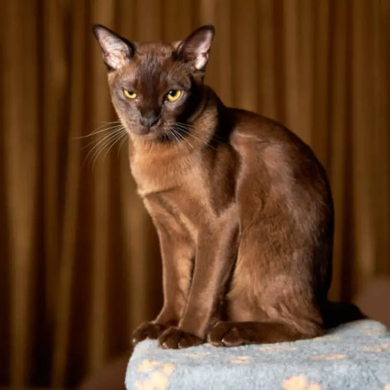 Fluffy Dark Brown Burmese cat