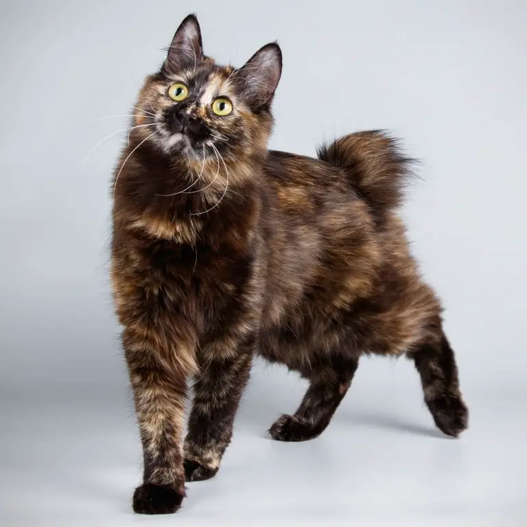 Fluffy Dark Brown Japanese Bobtail cat