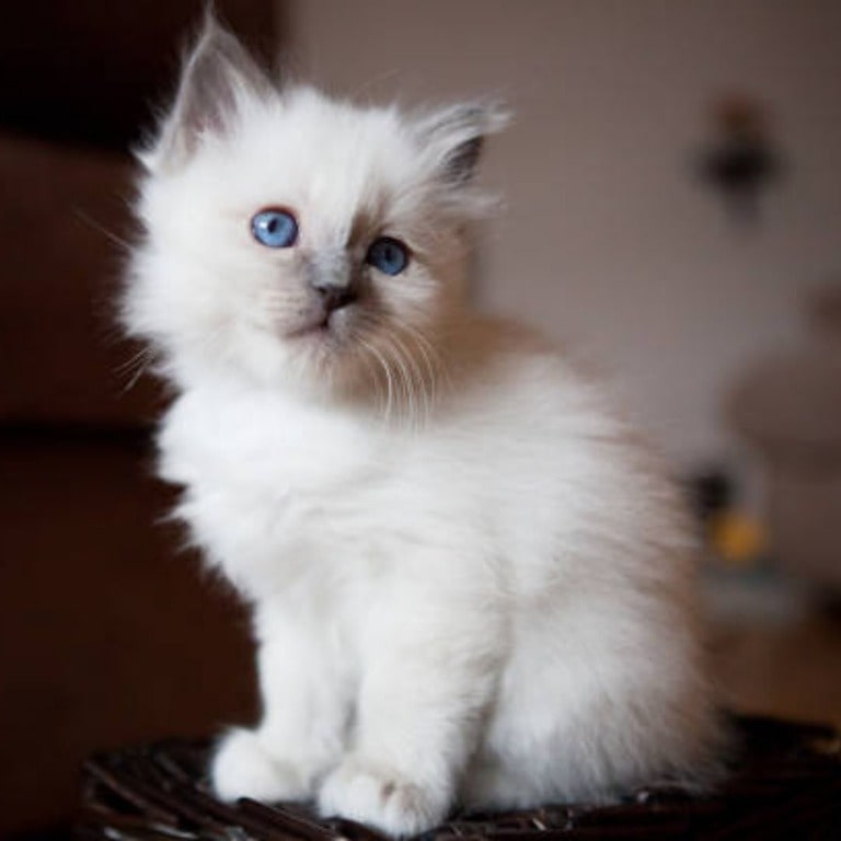 Fluffy White Birman Kittens