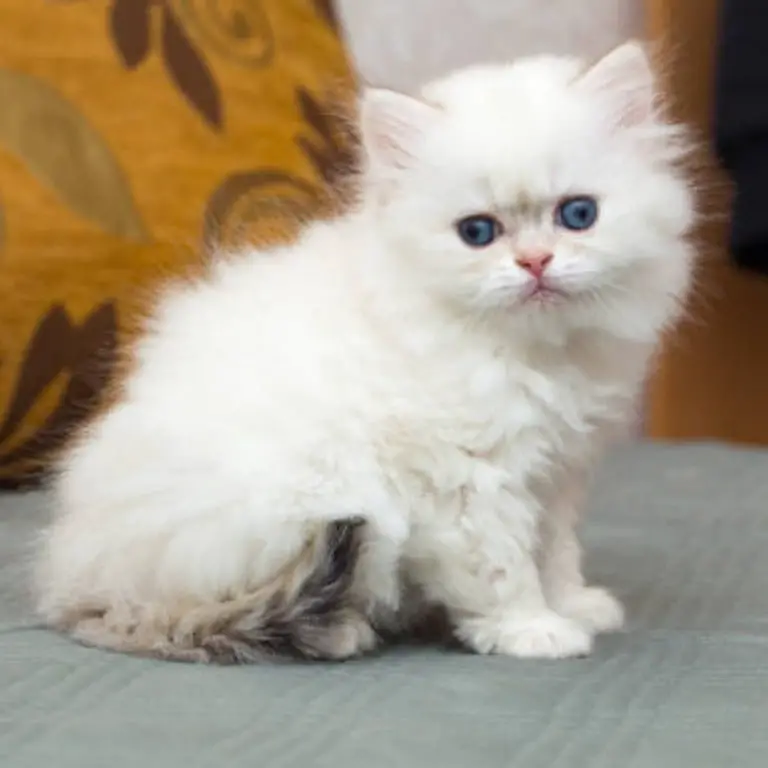 Fluffy White British Longhair Kittens