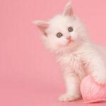 Fluffy White Kittens