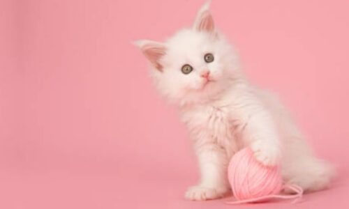 21 Cute Fluffy White Kittens You’ll Have To See To Believe