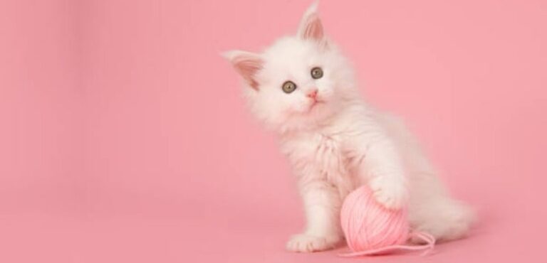 Fluffy White Kittens