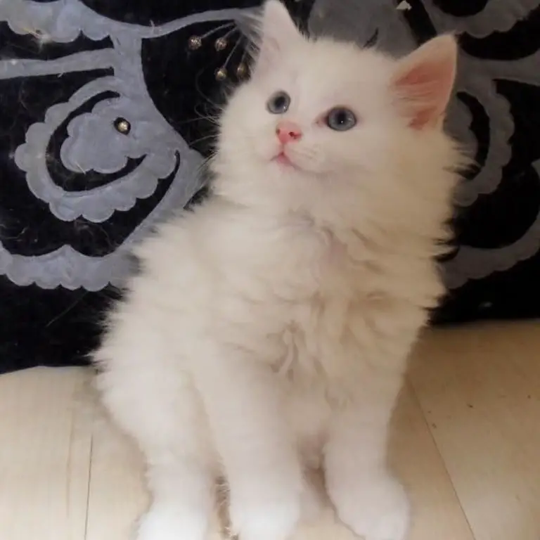 Fluffy White Norwegian Forest Kittens