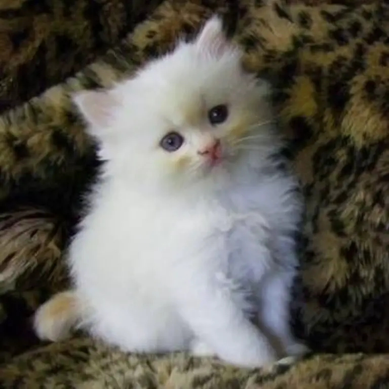 Fluffy White Ragamuffin Kittens