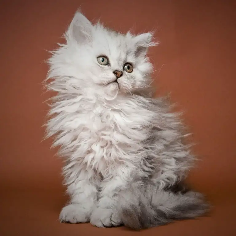 Fluffy White Selkirk Rex Kittens