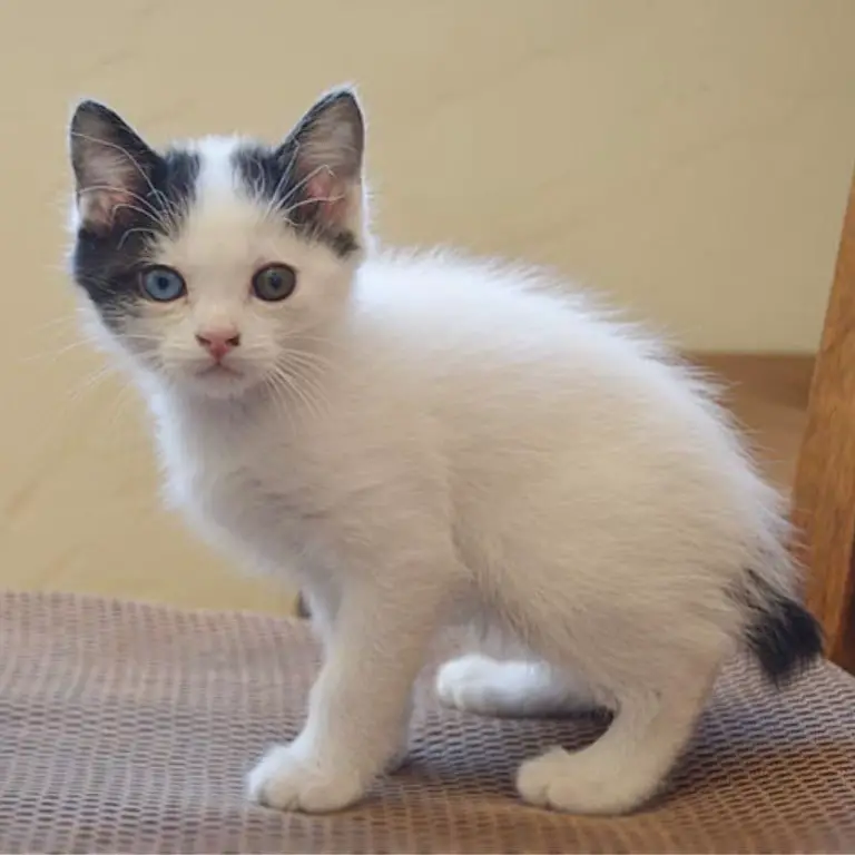 Japanese Bobtail Kitten