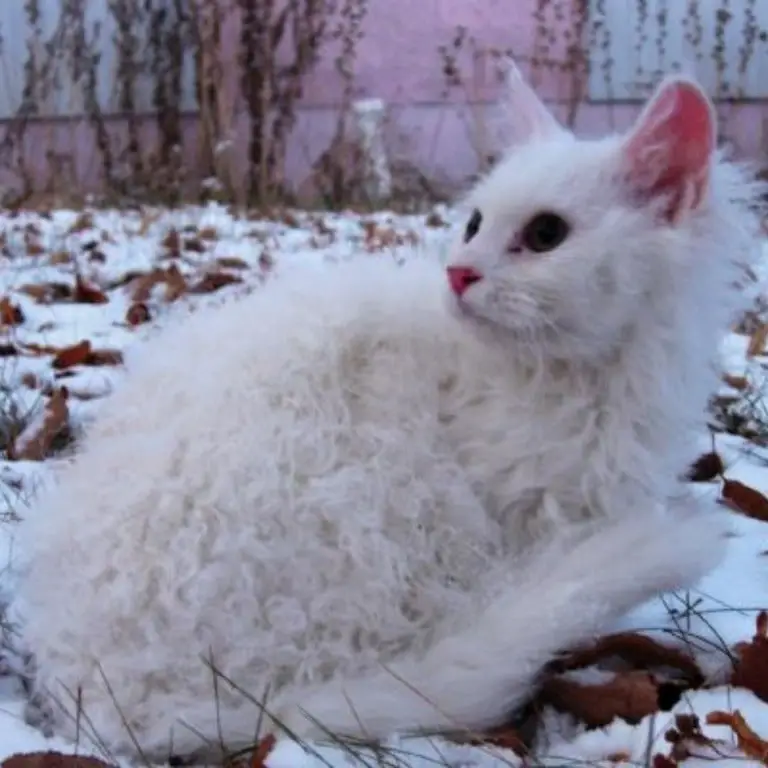 LaPerm Kitten