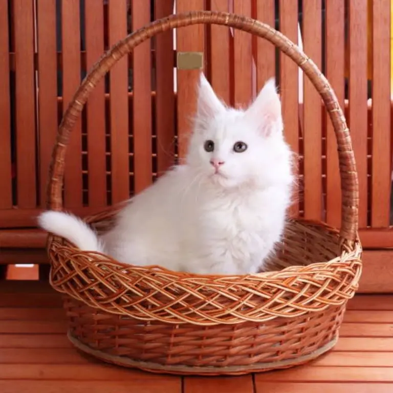 Maine Coon Kitten