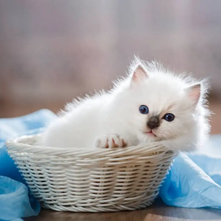 Ragdoll Kitten