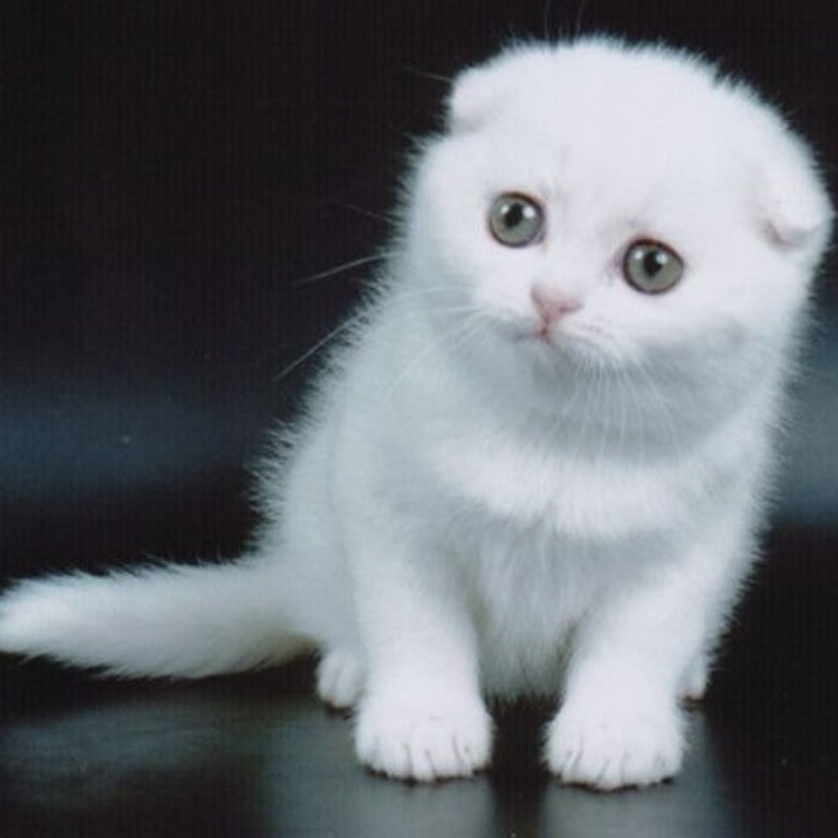 Scottish Fold Kitten