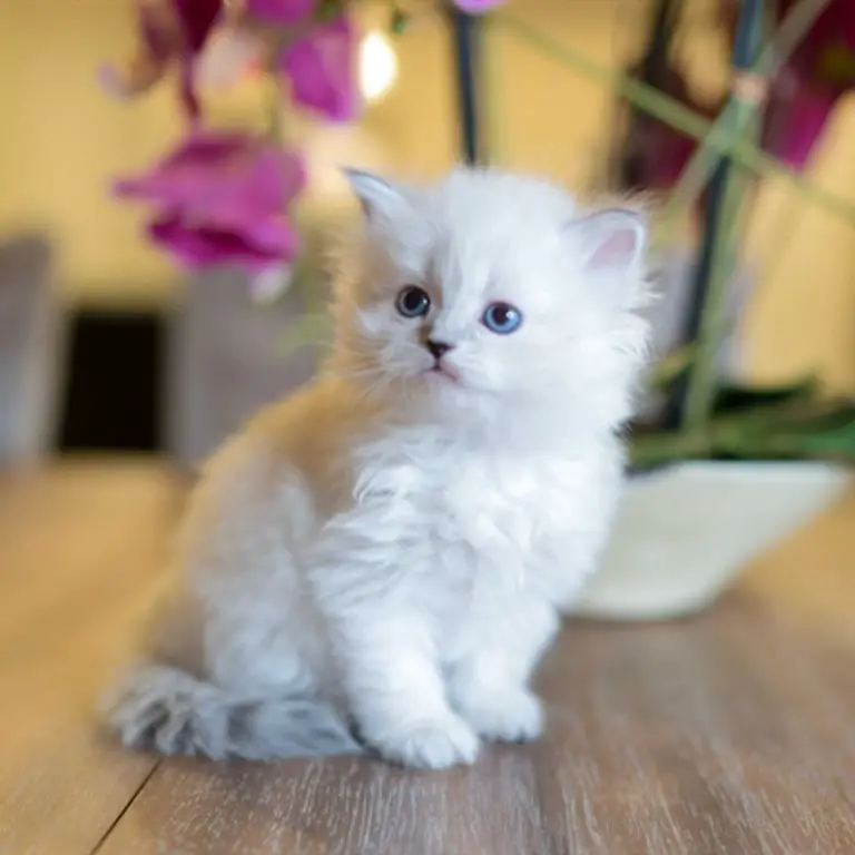 Siberian Kitten