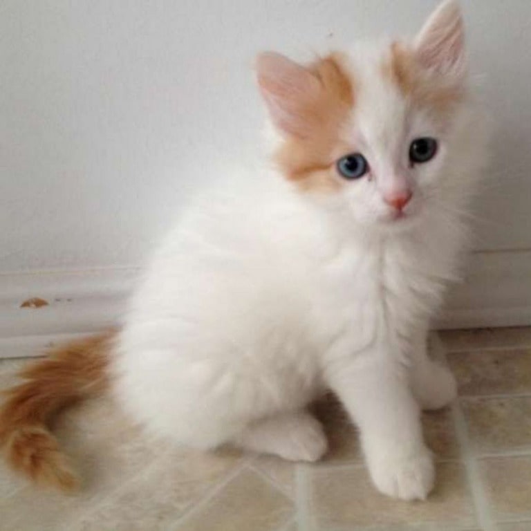 Turkish Van Kitten