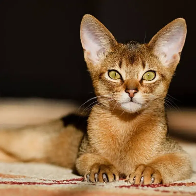 Abyssinian cat