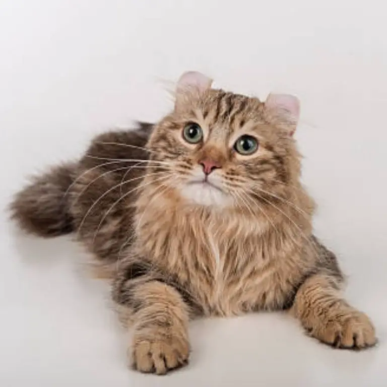 American Curl cat