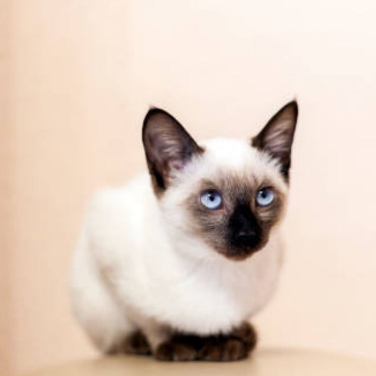 Balinese cat