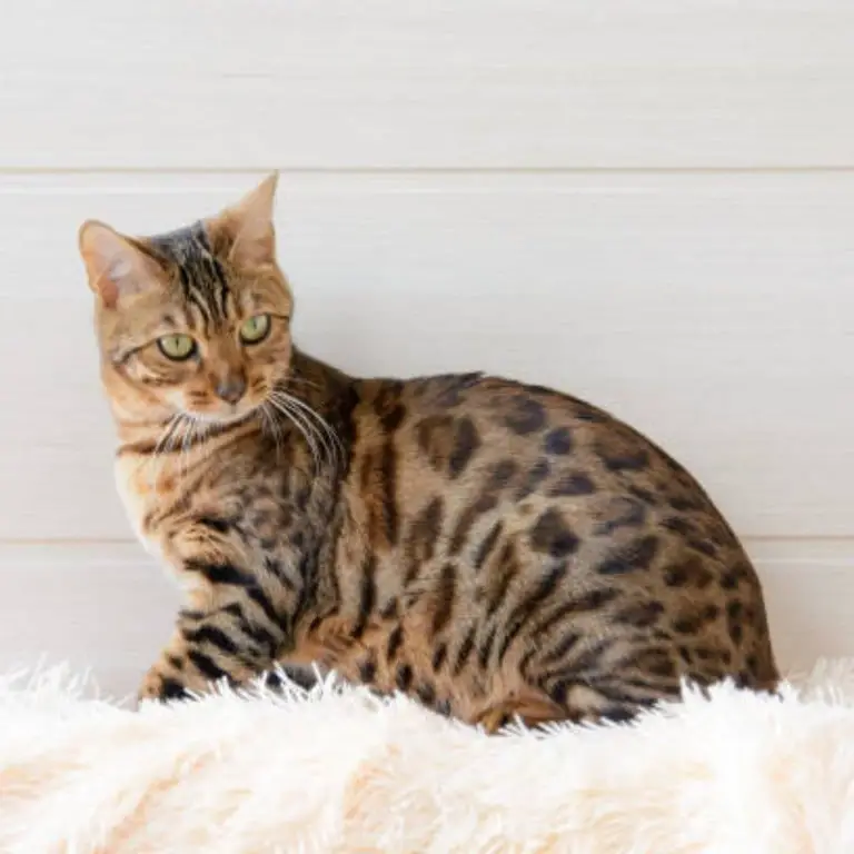 Bengal Hypoallergenic Cats That Act Like Dogs