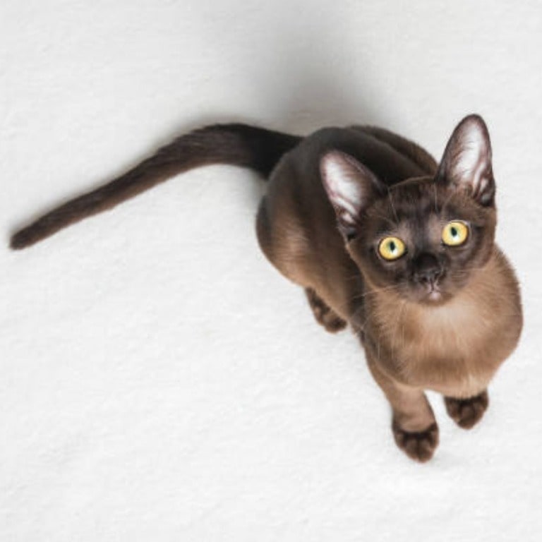 are burmese cats like dogs