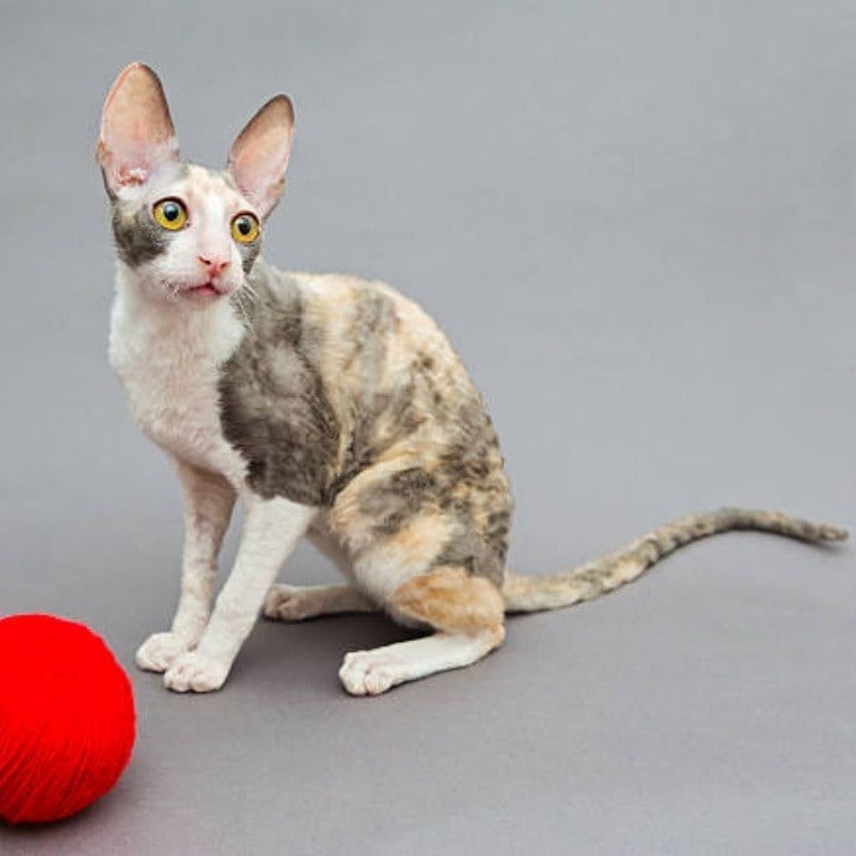 Cornish Rex cat