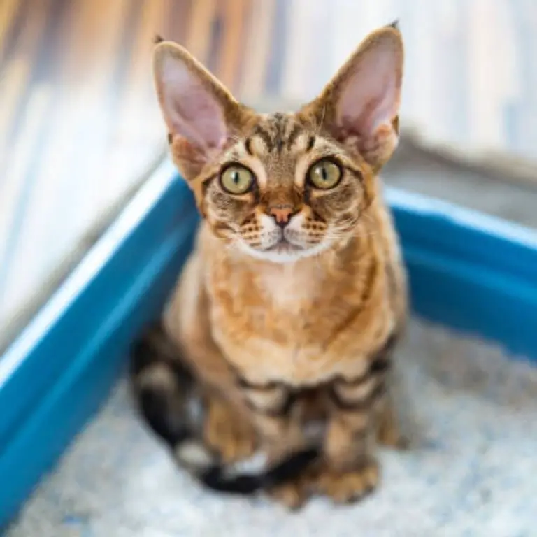 Devon Rex cat