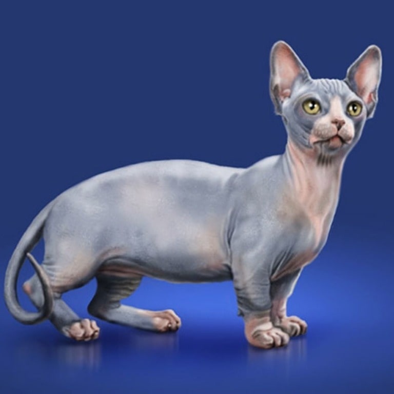 Minskin cat