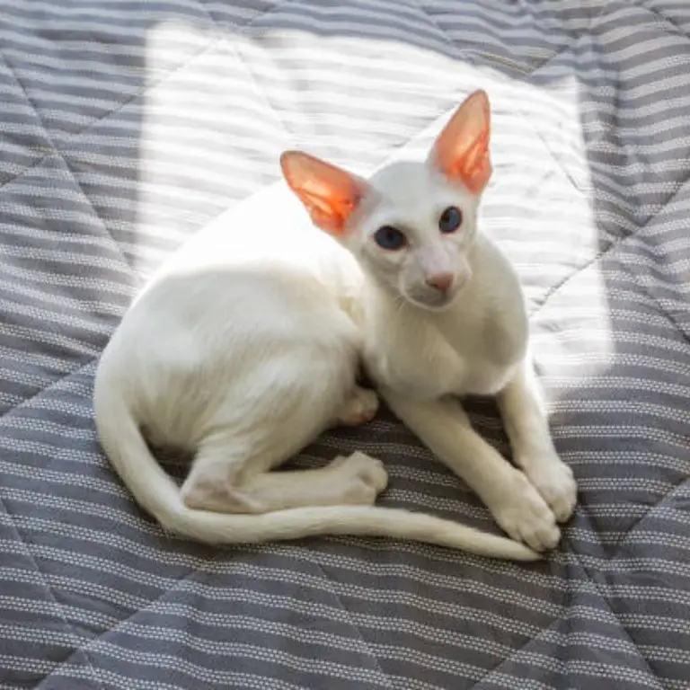 Oriental Shorthair cat