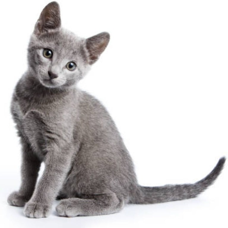 Russian Blue cat