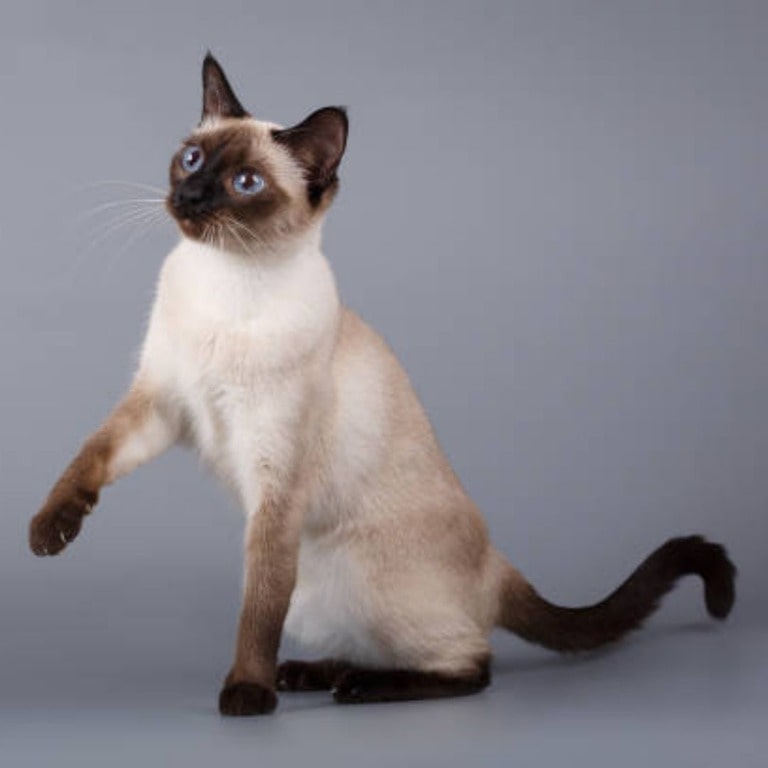 Siamese cat