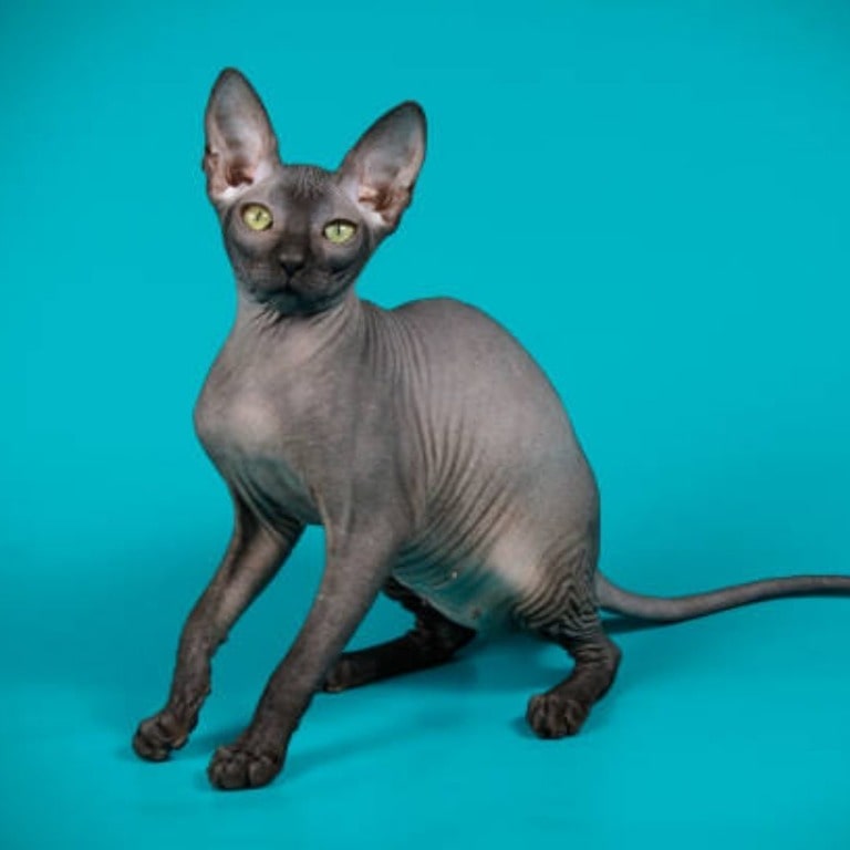 Sphynx cat