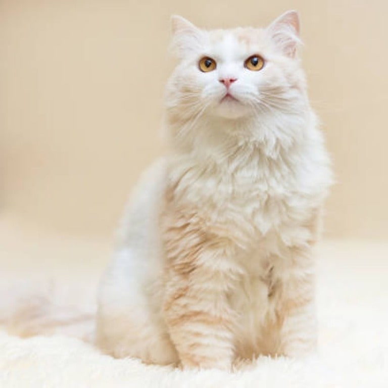 Turkish Angora Long Haired Cats That Stay Small