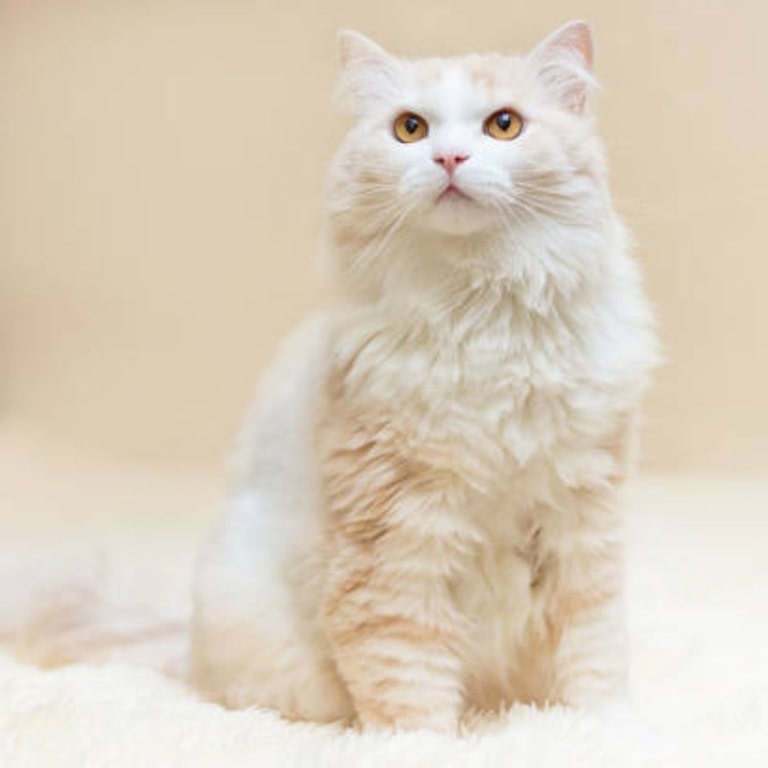 Turkish Angora