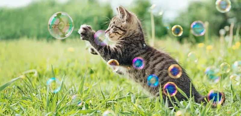 Cat ate soap bubbles